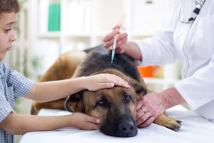 dog getting vaccination