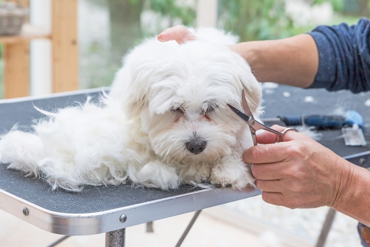dog grooming table reviews