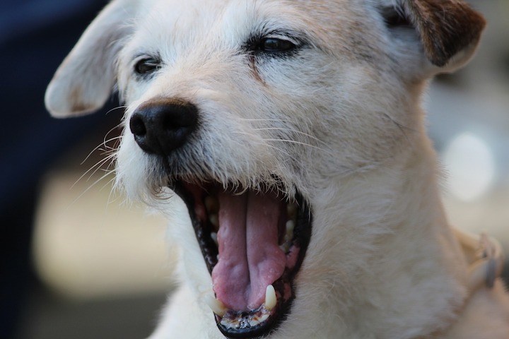 dogs yawning