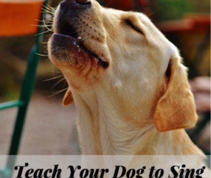 teaching dog to sing