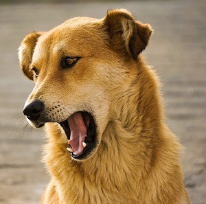training dog to sing