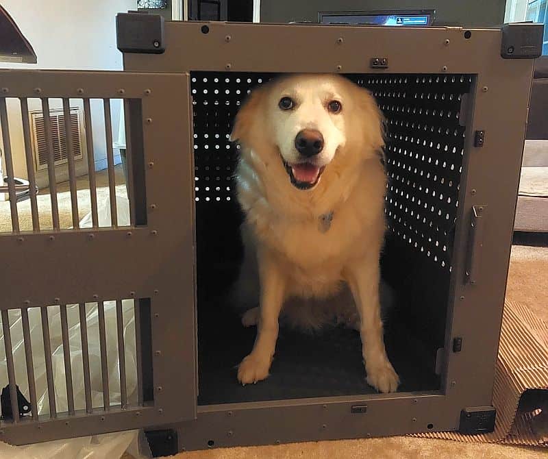 Crate with dog