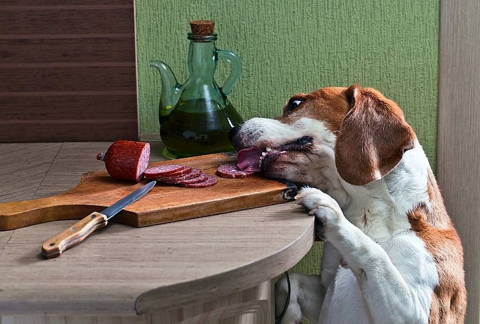 6 Best Dog Foods for Beagles [2019]: Top Eats For Snoopy Dogs!