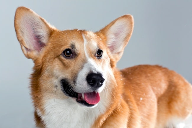 corgi