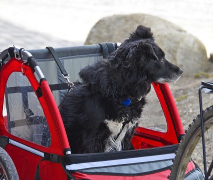 Dog-Bicycle-Trailer