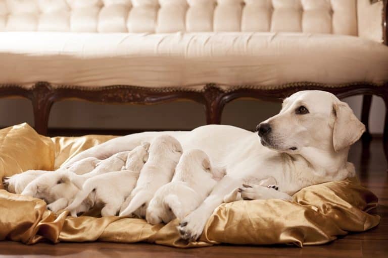 6 Best Milk Replacers for Puppies: Helping Out the Young & Hungry! - Dog Milk Replacers For Puppies With Anxiety And Stress