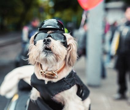 Dog-Riding-Motorcycle
