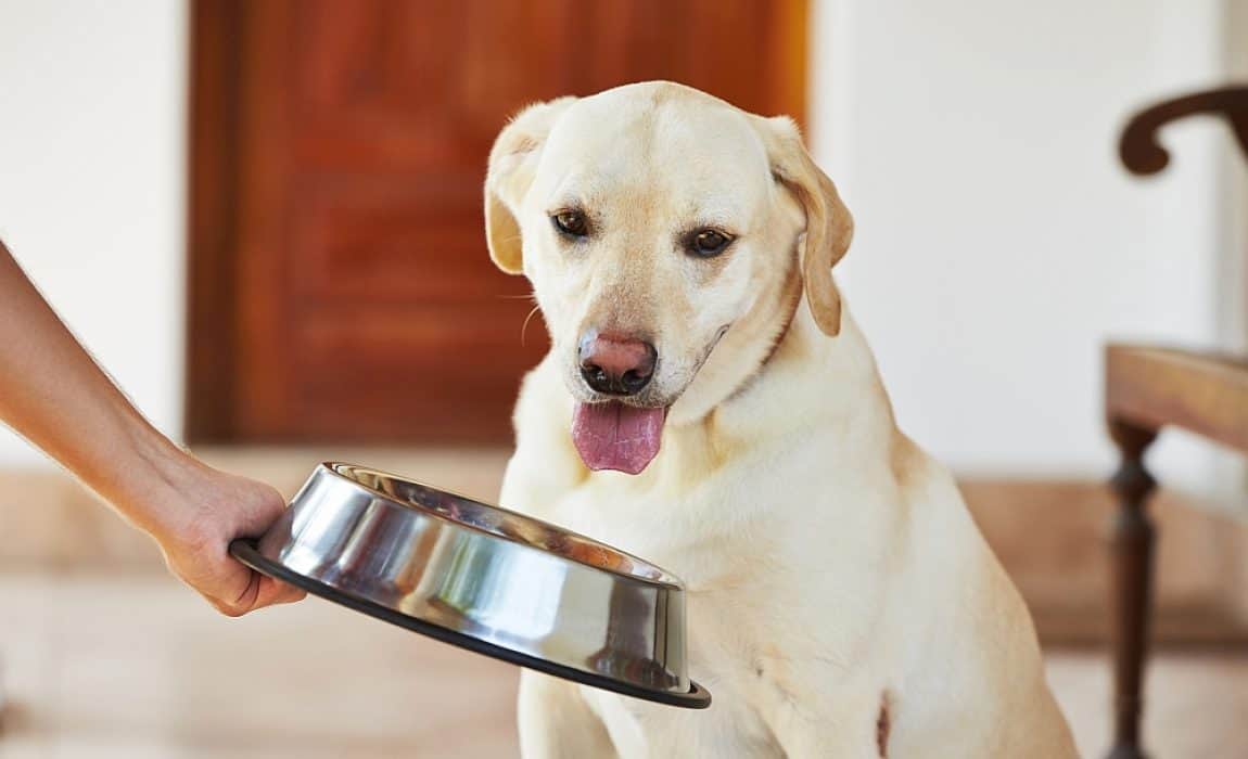 How Much Food Do Dogs Need