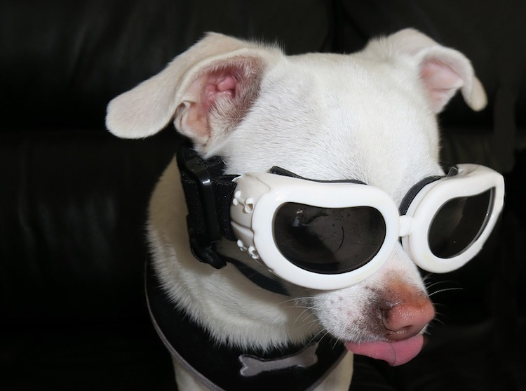 8 Best Motorcycle Dog Carriers: Road Cruising With Your Canine! 1 motorcycle dog carrier