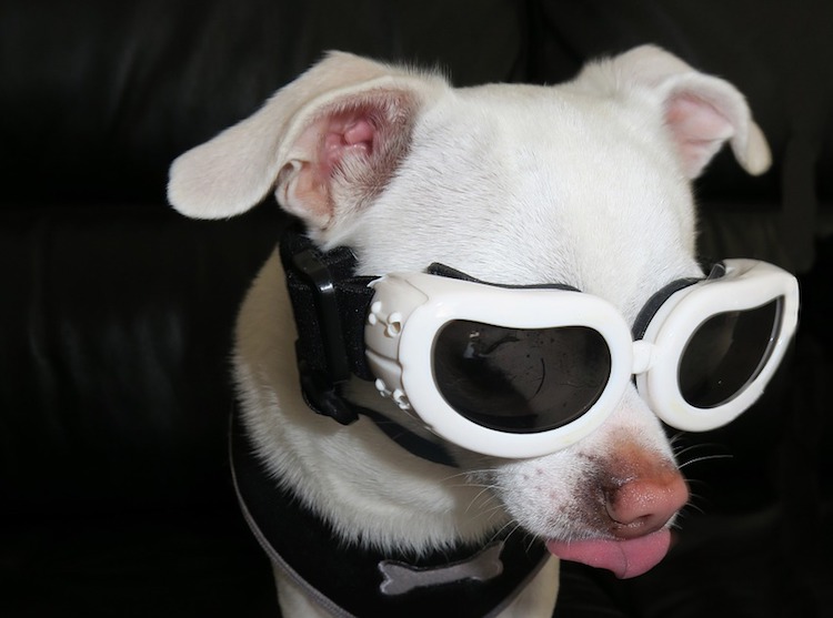 dog holder for motorcycle