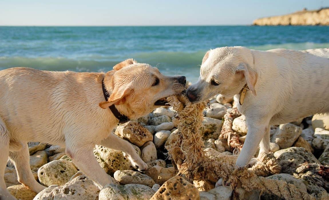 dog-eating-rocks-pica