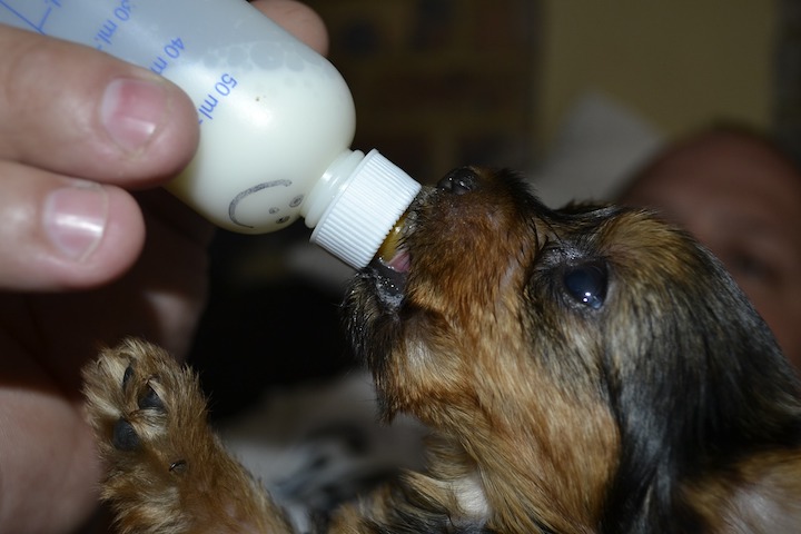 How to Bottle Feed a Puppy Bottle Feeding Tips Tricks Basics