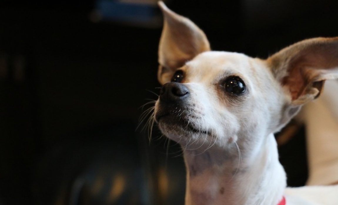15 Chihuahua Mixed Breeds PintSized Cuties to Cuddle With!