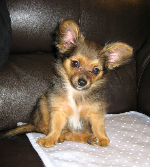 newborn chorkie puppies