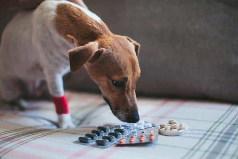 dog-medicine-hacks