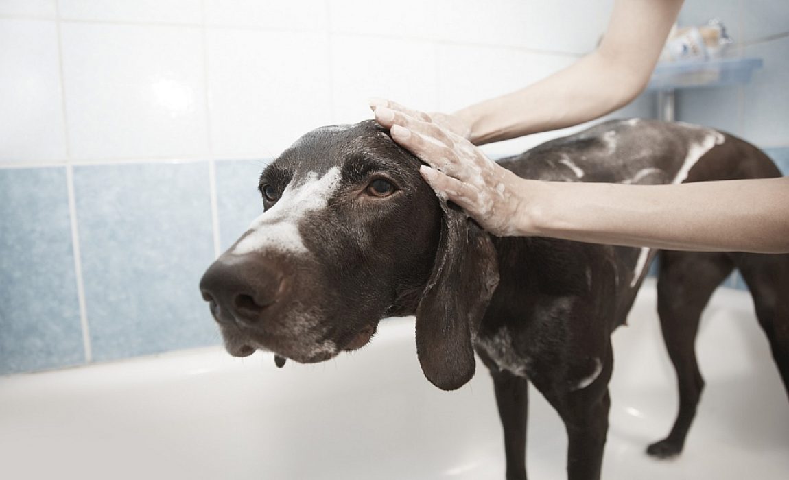 dog_waterless_shampoo