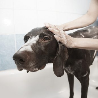 dog_waterless_shampoo