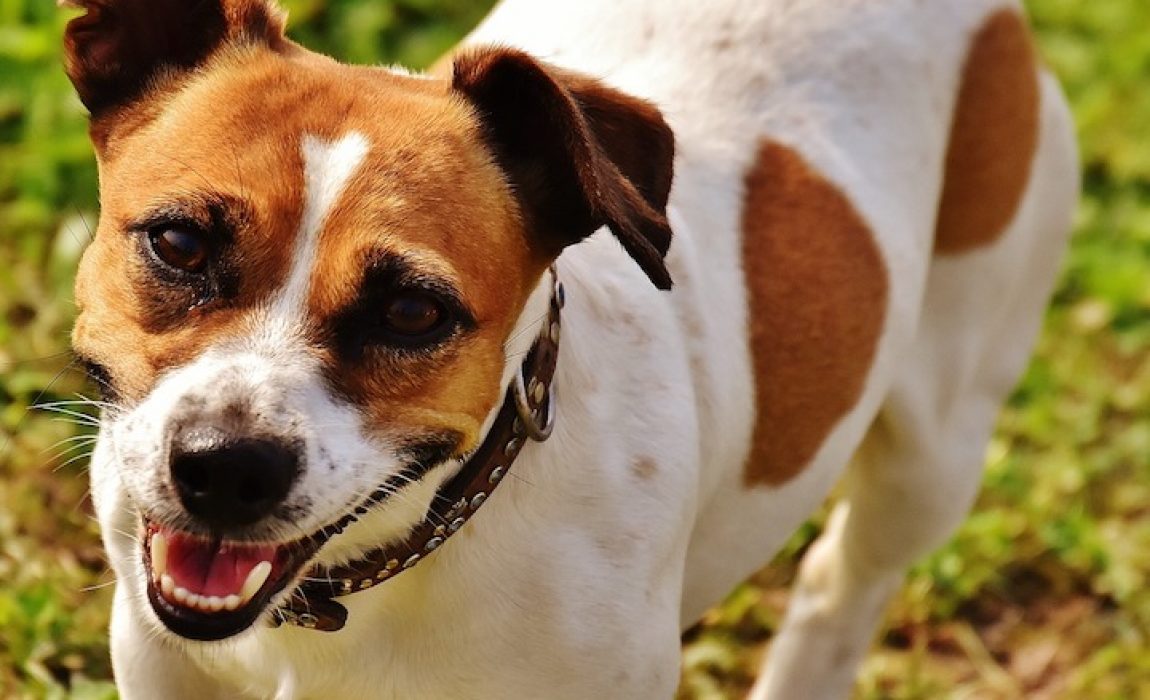 Jack Russell Terriers are British