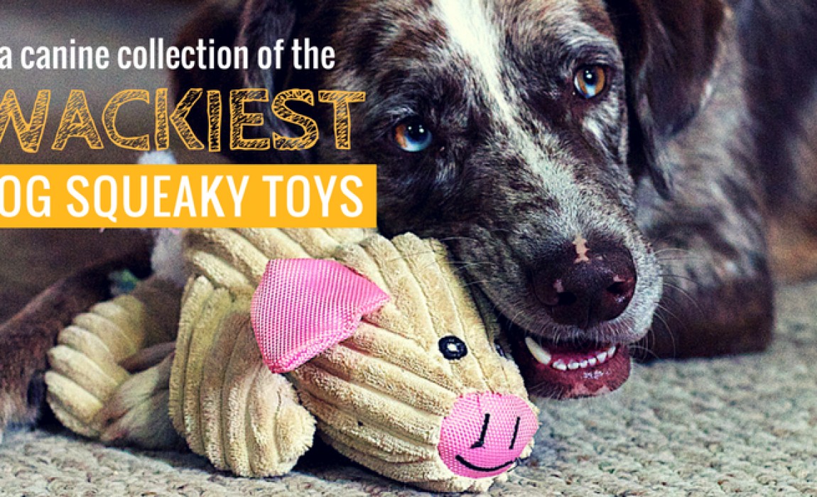 wackiest dog squeaky toys