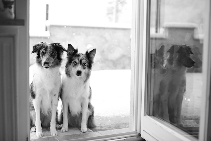 doggie doors for house
