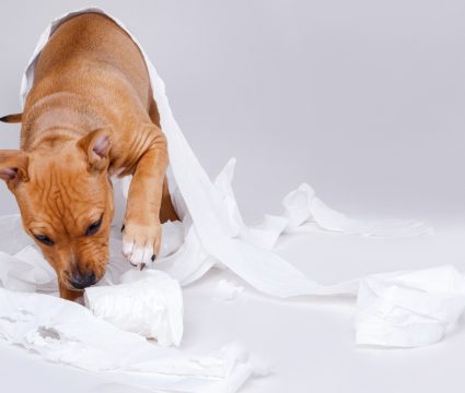 why do dogs eat toilet paper