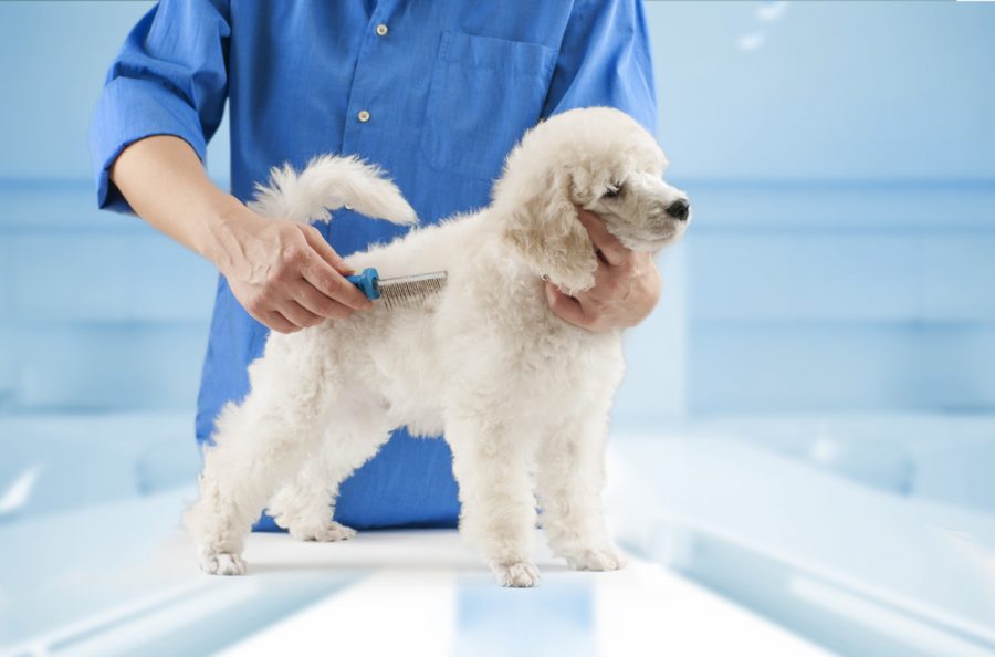 Picture of How to Demat a Dog: Getting Rid of Dog Mats & Fur Tangles