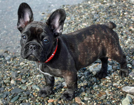 bulldog french dachshund mix puppies brindle dog pug english bulldogs dogs puppy frenchie vera mixes cute miniature bull mixed breed
