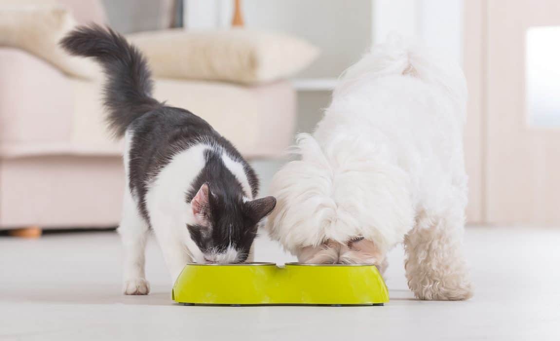 dog-proof-cat-feeder