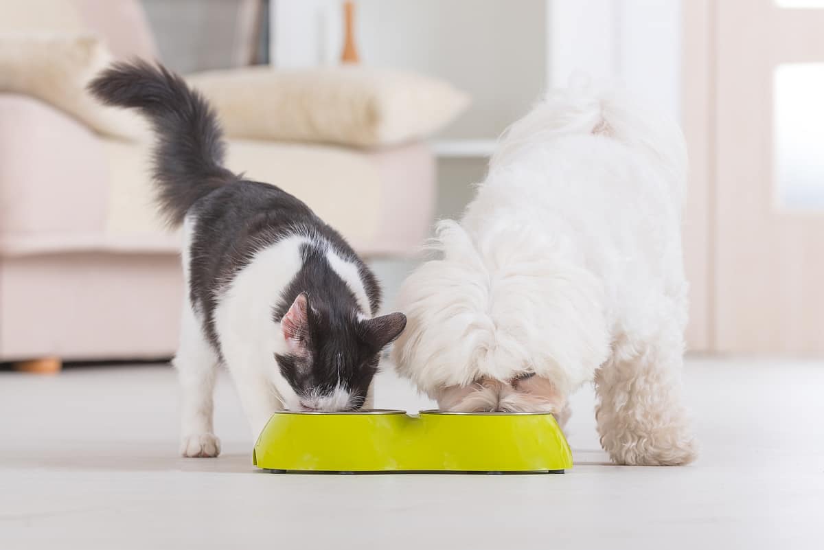 dog-proof-cat-feeder