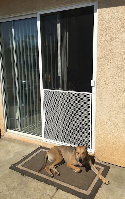 indoor screen door for cats