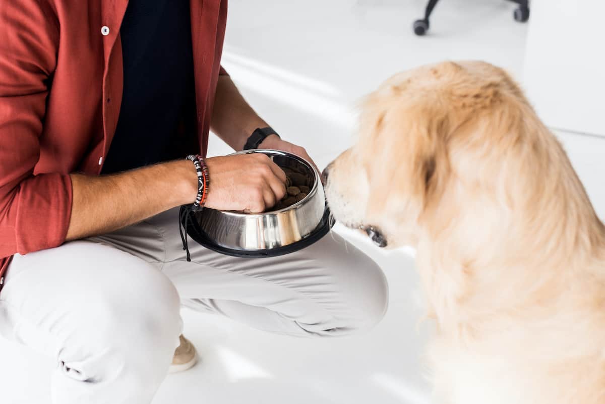 Why You Should Throw Away Your Dog's Food Bowl & Start Hand Feeding