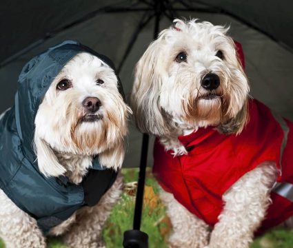 raincoats-for-dogs