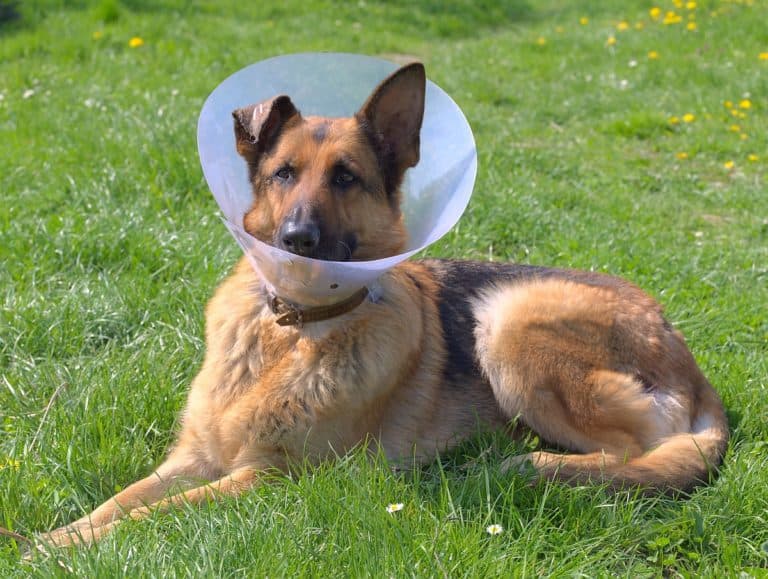 Why Do Dogs Lick Wounds And Is Dog Saliva Really The Ultimate Salve 