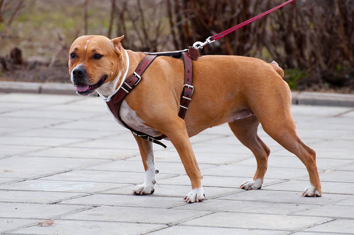 Nylon Multiple Sports Dog Pulling Training Harness Heavy Duty for Husky Pitbull 