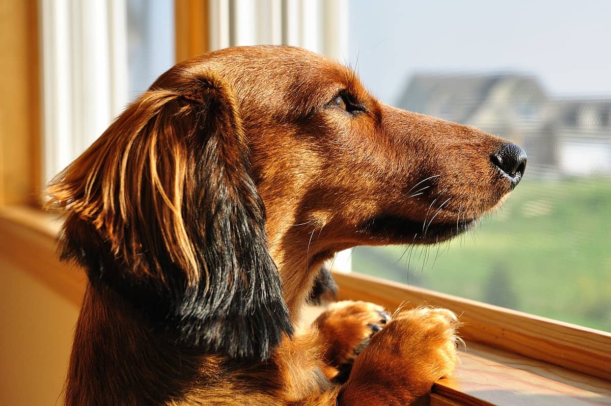 4 Best Dog-Proof Blinds & Window Solutions to Stop Destruction!