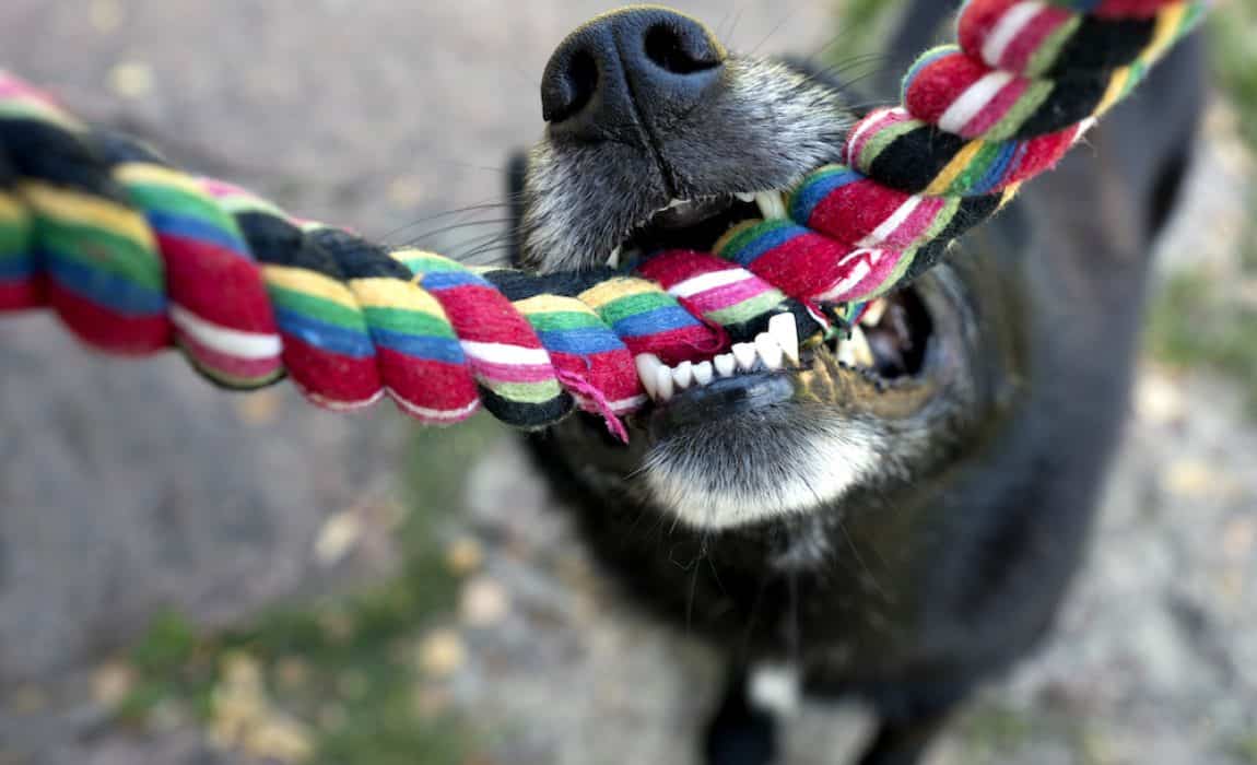 why dogs love tug of war
