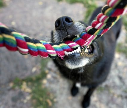 why dogs love tug of war