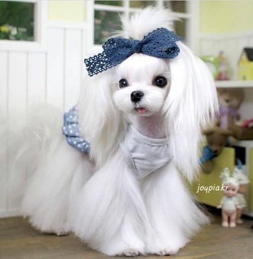 15 Maltese Haircuts & Hairstyles: White, Fluffy, and Looking Fabulous!