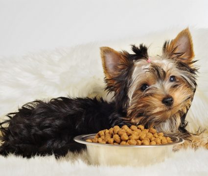 food-for-toy-breeds