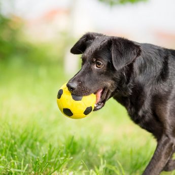 soccer-ball-for-dogs