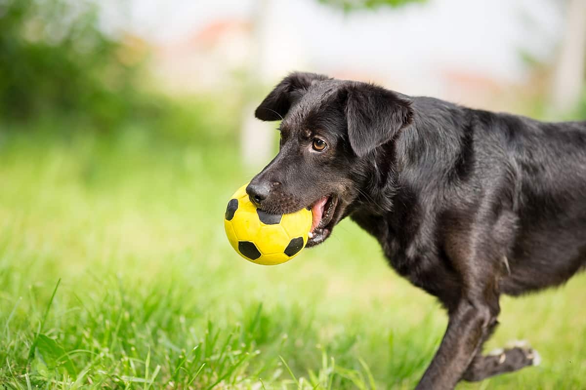 soccer-ball-for-dogs