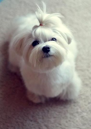 15 Maltese Haircuts & Hairstyles: White, Fluffy, and Looking Fabulous!