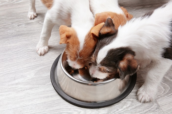 5 Best Dog Food for Toy Breeds: Nutrition For Pint-Sized Pooches 12 toy-breed-dog-food
