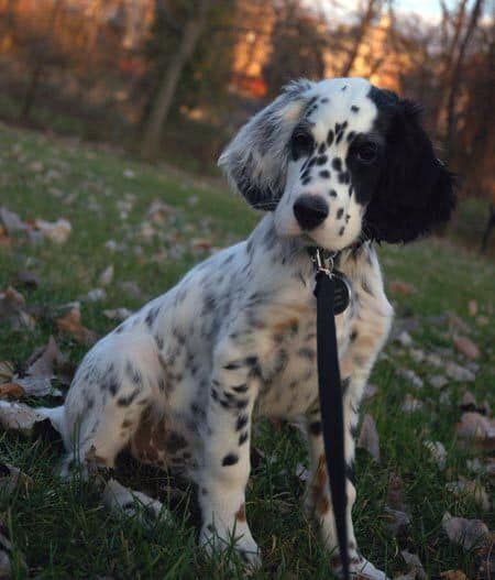 Dalmatian Spaniel