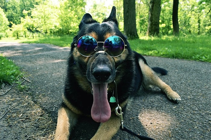 Legendog Pet Glasses UV400 Rectangular Lens Pet Sunglasses Pet Eyewear for Dogs Cats
