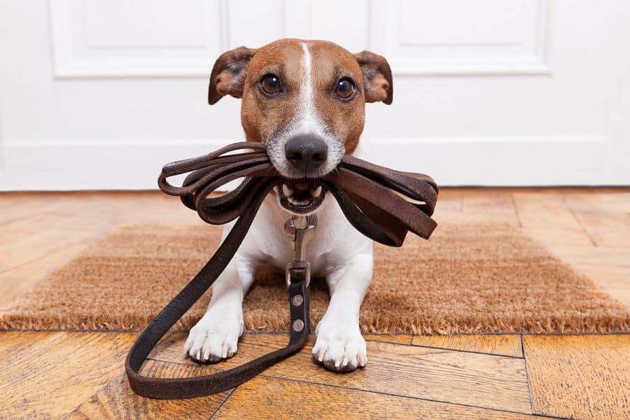 Tough Adjustable Nylon Door Bells for Dogs Puppies with 7 Door Bells Use for Training Dog and Alerting Owners to Dogs’ Access HEIGOO Doorbells,Dog Doorbells 