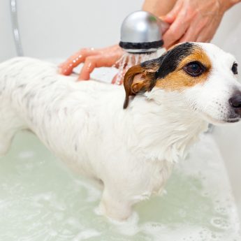 shampoo-for-puppies