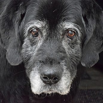 weight-loss-in-older-dog