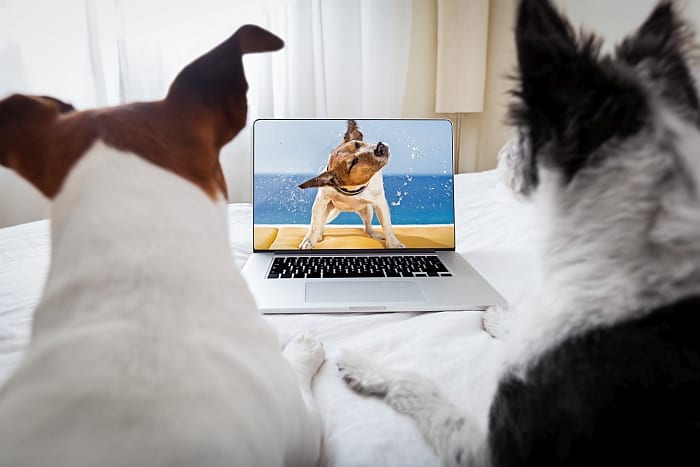 dog tv directv 2018