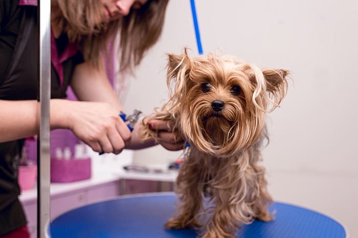 Average Dog Grooming Prices & Services: How Much Will You Spend?